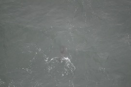Missing Picture